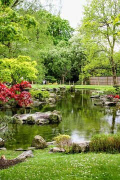  Tranquil Japanese Garden Pond with Red Maple Trees, Holland Park London