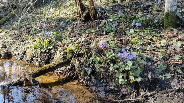 A small stream in the forest №1