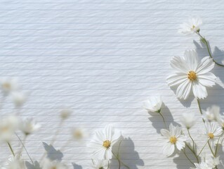 Fototapeta premium White cosmos flowers on blue lined paper background with copyspace