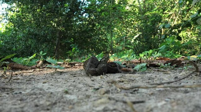 Still video of a viper, bothrops asper, showing the many scales on the triangular head from nearby
