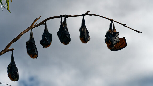 A group Grey-headed flying fox fruit bats wrapped in their wings and hanging upside down asleep. Yarra Bend Park, Kew, Melbourne. Australia.