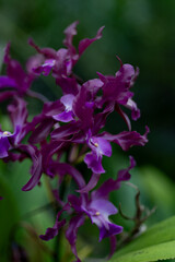 Exotic purple Cattleya orchid flowers with elegant twisted petals, tropical floral bloom in botanical garden with soft green background and dramatic natural bokeh. © Anna Zaro