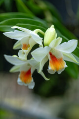 Fototapeta premium White Dendrobium orchid flowers with vibrant orange throats, tropical bloom cluster in botanical garden with soft green background and elegant exotic petals.