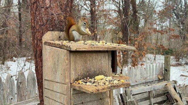 American Red Squirrel climbs tree grabs peanut looks at camera falling snow winter scene close-up cute