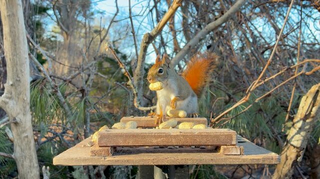 American Red Squirrel jumps on feeder grabs peanut evening scene natural light cinematic eye level shot