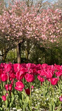 pink and white tulips