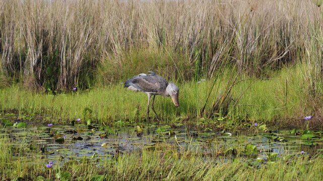 Rare bird shoebill stork hunting in african swamp. Bird catching fish from water, swallowing its prey whole. Portrait whale headed stork against lush thickets of reeds and water lilies in wild africa