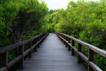 Obraz premium Wooden boardwalk path through dense green mangrove trees and shrubs leading into a tranquil natural forest walkway