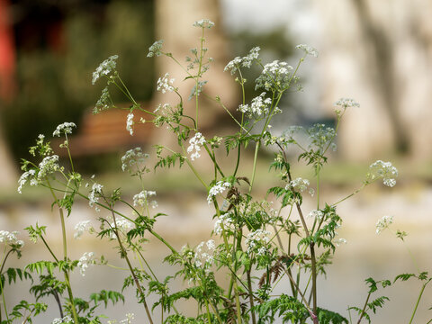 Cerfeuil sauvage Anthriscus sylvestris en fleur avec fond vert flou et lumi&egrave;re naturelle printani&egrave;re