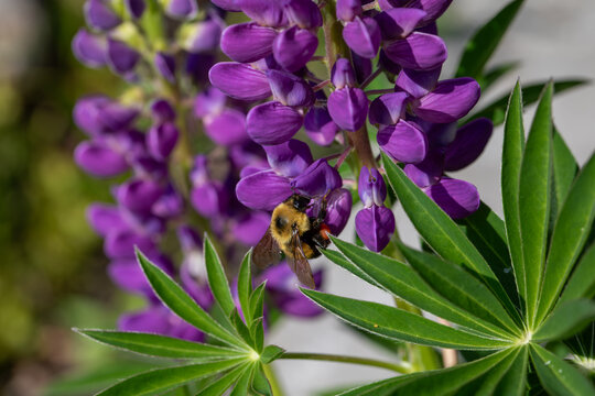 Bumblebee Collecting Nectar on Purple Lupine Flower in Macro Detail