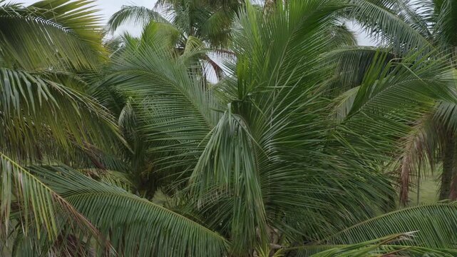 Close up of coconut palm tree, zooming out to reveal the whole palm tree