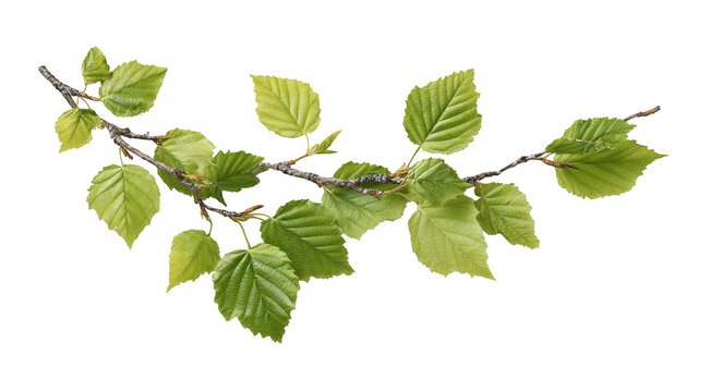 birch tree branch with young green leaves