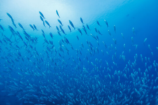 A large school of fusilier fish swims in clear blue ocean water.