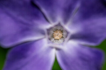 Barwinek większy - Vinca major © tom