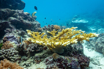 A vibrant coral reef teeming with life, featuring a prominent yellow staghorn coral and various small fish swimming in clear blue water. © Pete Niesen Photo