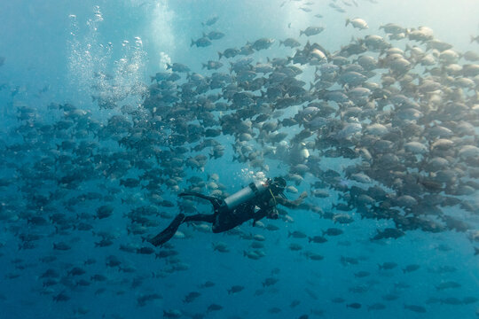 A diver swims through a large school of fish in the ocean.