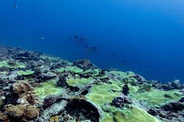 A school of fish swims over a vibrant coral reef in clear blue ocean water. © Pete Niesen Photo