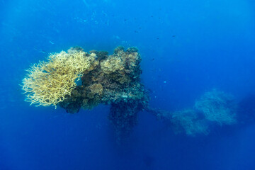 Coral reef structure with branching corals and small fish swimming in blue ocean water. © Pete Niesen Photo