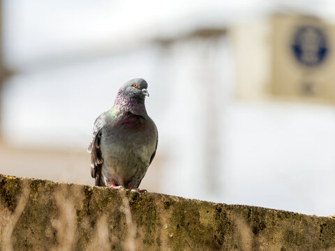 Pigeon biset domestique Columba livia domestica perch&eacute; dans un platane en milieu urbain