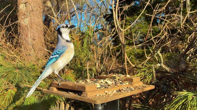 Blue Jay on bird feeder looks around eats peanuts flies away evening scene warm natural light backyard