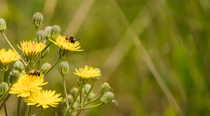 Abejas polinizando flores silvestres amarillas en un prado soleado durante la primavera © laurentiu