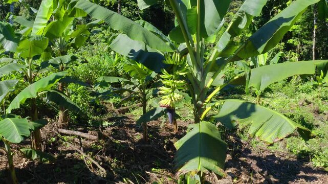 A banana plantation showing the unripe bananas of a Plantain, Musa &times; paradisiaca, or platano