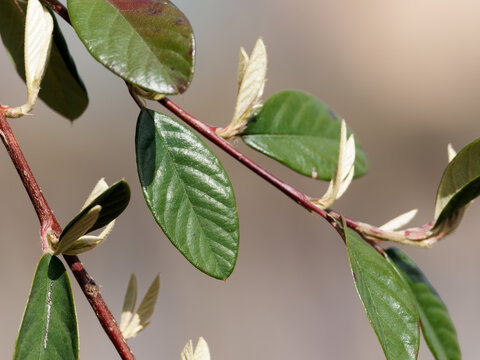Feuillage de cotoneaster Cotoneaster sp branche avec jeunes feuilles au printemps en lumi&egrave;re naturelle