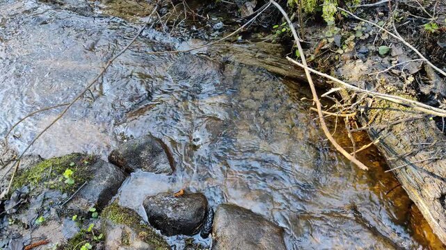 A small stream in the forest №4