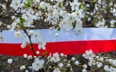 Polskie sady wiosną kwitnące drzewo © Mariusz Sowula