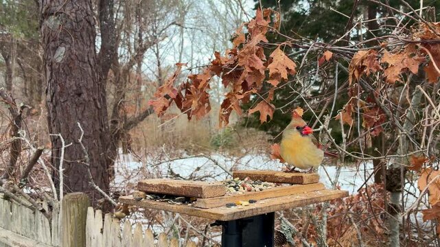 Female Northern Cardinal wooden platform feeder seeds falling snow winter scene looks at camera light brown red bird