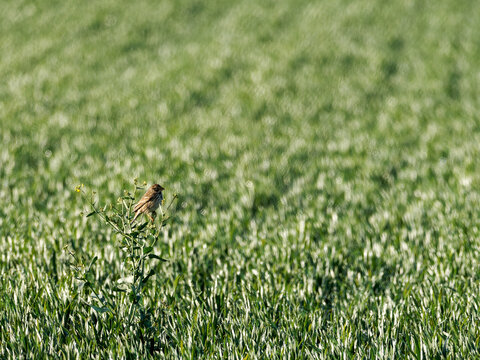 Bruant proyer Emberiza calandra perch&eacute; dans un champ cultiv&eacute; avec grand espace de copie en milieu agricole