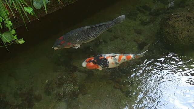 郡上八幡　いがわ小径の巨大鯉