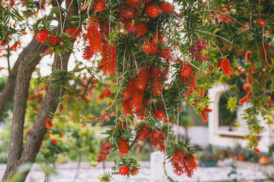 Red bottlebrush flowers hanging from tree branches close-up