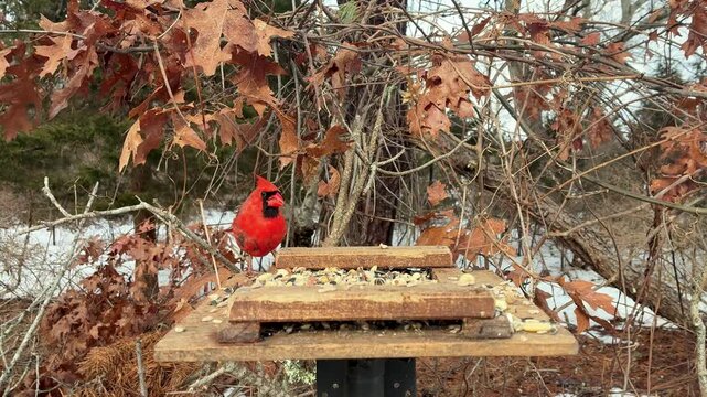 Red Northern Cardinal male bird backyard wooden feeder seeds peanut snow tree background winter scene