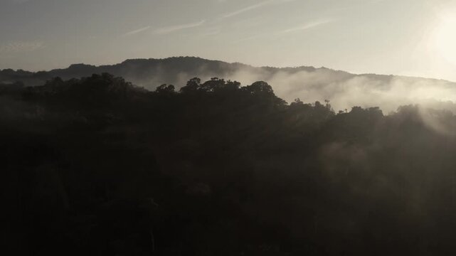 Flying over a stunning tropical forest canopy: showing the many different tree crowns covered in a thin layer of fog