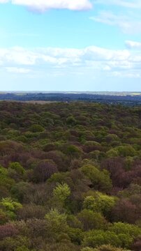Epping Forest Treetops Aerial 4K Essex