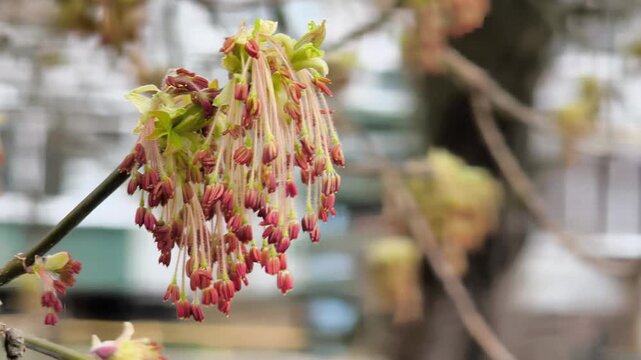 Spring footage of an American maple in bloom. Close-up of delicate blossoms on a tree branch in natural light. Bright details of spring nature with a calm and lively atmosphere.