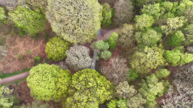 Epping Forest Trees and Path Birds Eye View 4K Essex