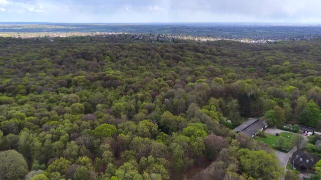 Epping Forest Tree Canopy Aerial 4K Essex