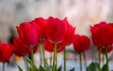 Fototapeta premium Vibrant Red Tulips in Bloom During Spring