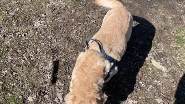 Dog having fun in a mud puddle. Dirty day for doggy activity.