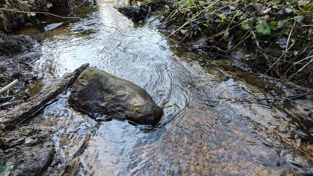 A small stream in the forest №5