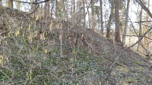 Spring forest in the evening at sunset