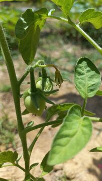 Tomato Plant Life: A close-up view of a vibrant tomato plant, showcasing the intricate details of its leaves, stem, and developing fruit.