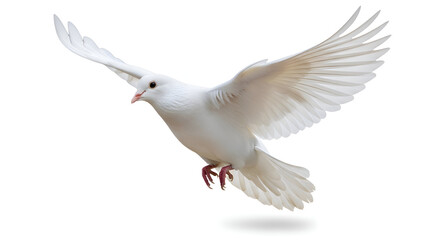 Obraz premium White dove in flight isolated.