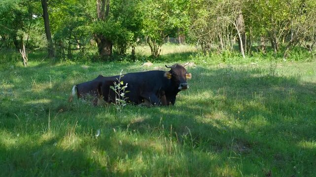 Black cow lying on green grass ruminating. Domestic black cow with horns resting and chewing cud while lying on a sunny green pasture. The farm animal is enjoying a peaceful moment