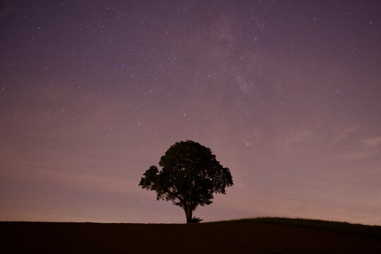 Fruit tree with Northern Light and stars