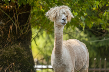 Fototapeta premium Cute shorn white alpaca with shaggy bangs and long neck standing outdoors against green leafy background, Llama LLM, funny camelid animal portrait in natural light, shallow depth of field, no people