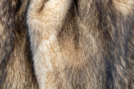 Genuine animal fur texture background, full frame closeup thick brown beige natural hair with soft fluffy strands and striped pattern luxury winter material surface for fashion textile design backdrop