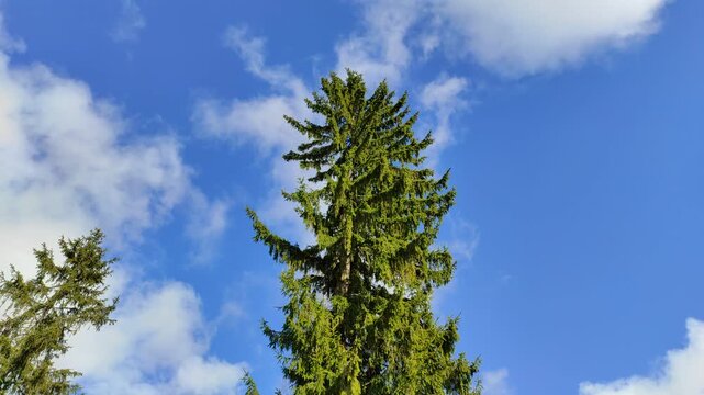 Spruce tree against the backdrop of floating clouds